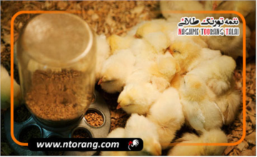 بهینه سازی تغذیه در پرورش مدرن جوجه های گوشتی